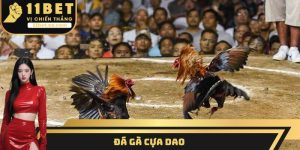 Đá gà cựa dao