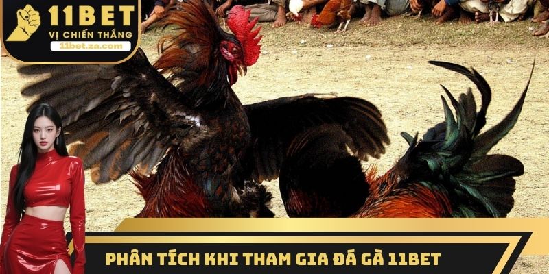 Phân tích khi tham gia đá gà 11BET