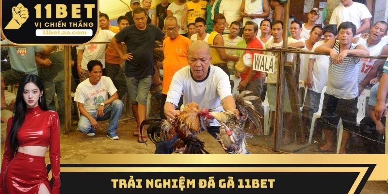 Trải nghiệm đá gà 11BET